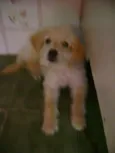 Bebês