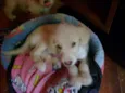 Bebês