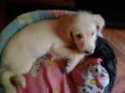 Bebês