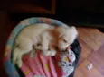 Bebês