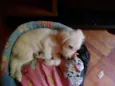 Bebês
