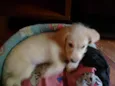 Bebês
