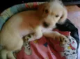 Bebês