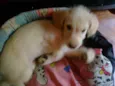 Bebês