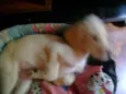 Bebês