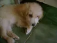 Bebês