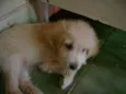 Bebês