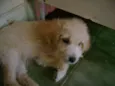 Bebês