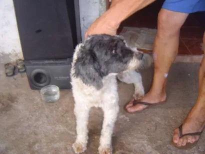 Cachorro raça Poodle idade 6 ou mais anos nome mel