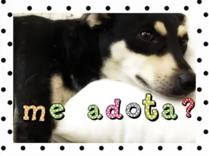 Cachorro raça SRD idade 2 anos nome Théo