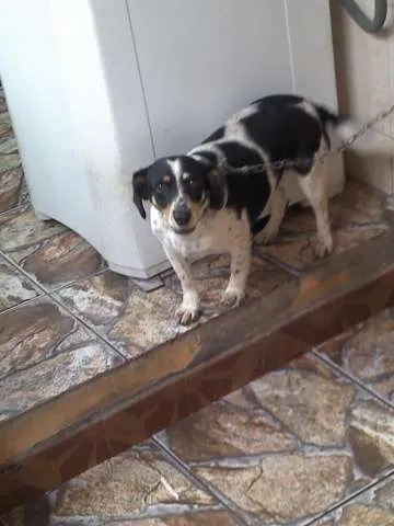 Cachorro ra a Vira lata idade 3 anos nome Uli