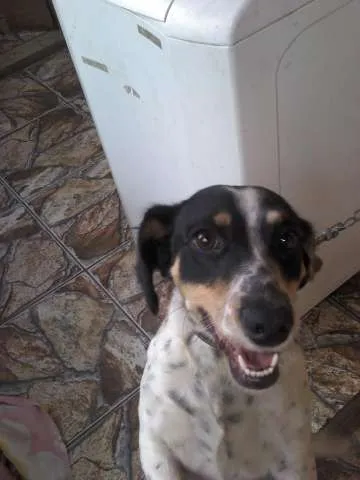 Cachorro ra a Vira lata idade 3 anos nome Uli