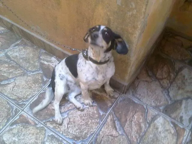 Cachorro ra a Vira lata idade 3 anos nome Uli