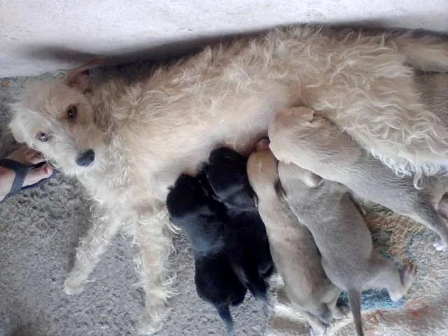 Cachorro raça vira-lata idade Abaixo de 2 meses nome ñ tem nome ainda 