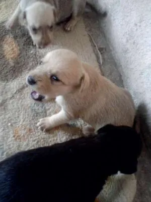 Cachorro raça vira-lata idade Abaixo de 2 meses nome ñ tem nome ainda 