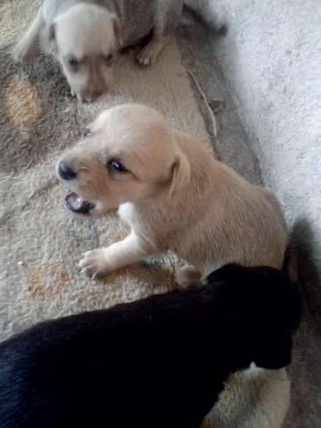Cachorro raça vira-lata idade Abaixo de 2 meses nome ñ tem nome ainda 