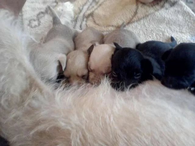 Cachorro raça vira-lata idade Abaixo de 2 meses nome ñ tem nome ainda 