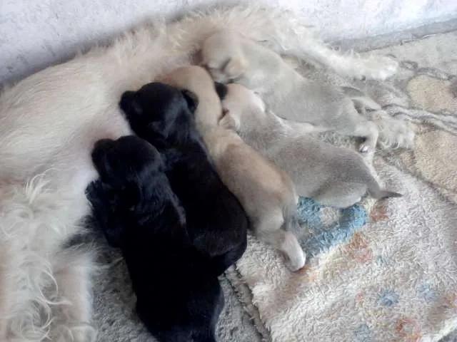 Cachorro raça vira-lata idade Abaixo de 2 meses nome ñ tem nome ainda 