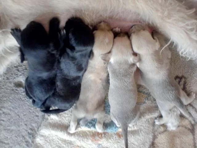 Cachorro raça vira-lata idade Abaixo de 2 meses nome ñ tem nome ainda 