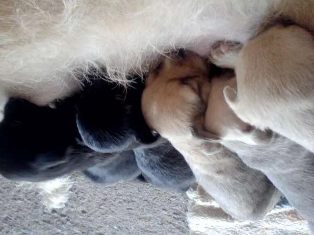 Cachorro raça vira-lata idade Abaixo de 2 meses nome ñ tem nome ainda 