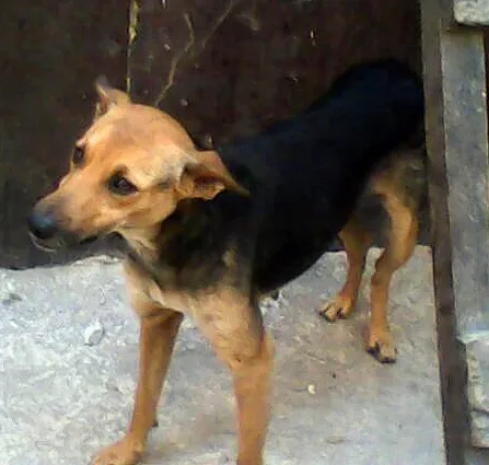Cachorro ra a SRD idade  nome Suzy