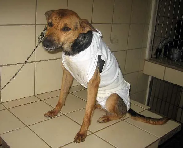Cachorro ra a SRD idade  nome Suzy