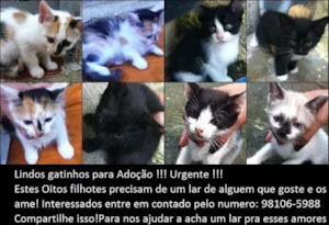 Gato raça  idade Abaixo de 2 meses nome Nao Definido