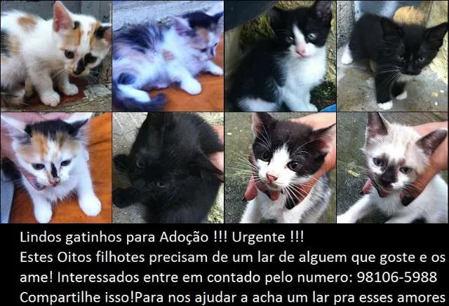 Gato ra a  idade Abaixo de 2 meses nome Nao Definido