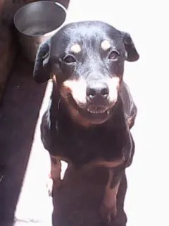 Cachorro ra a rottweiler idade 3 anos nome duqueza