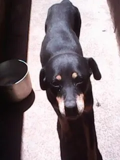 Cachorro raça rottweiler idade 3 anos nome duqueza