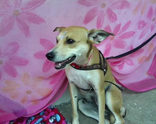 Cachorro ra a SRD idade 2 anos nome Princesa Miriam