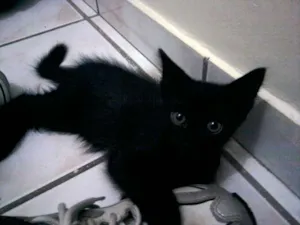 Gato raça SRD idade 2 a 6 meses nome Juan