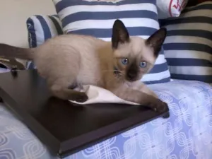 Gato raça  idade 2 a 6 meses nome Ditinho