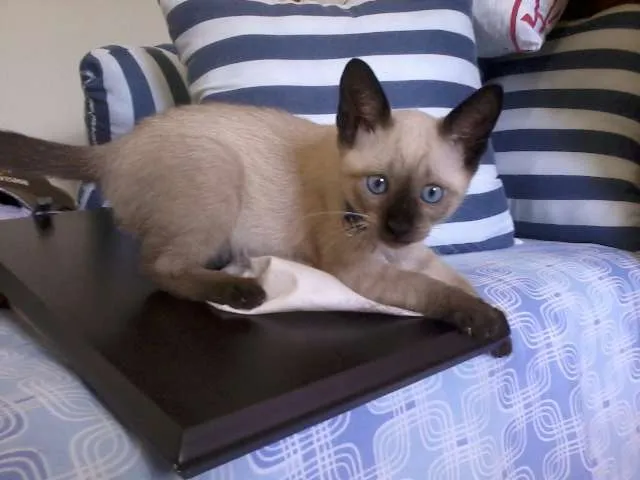 Gato ra a idade 2 a 6 meses nome Ditinho