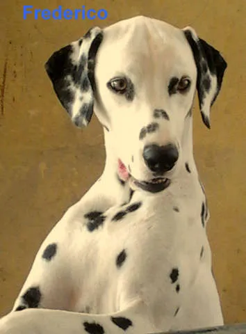 Cachorro raça Dálmatas idade 3 anos nome Frederico e Francisca