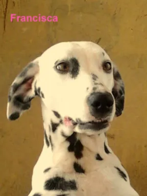 Cachorro raça Dálmatas idade 3 anos nome Frederico e Francisca