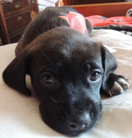 Cachorro ra a SRD idade 2 a 6 meses nome Petunia