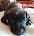 Petunia