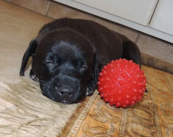 Cachorro ra a SRD idade 2 a 6 meses nome Petunia