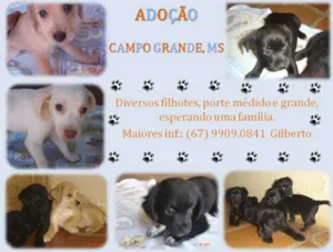 Cachorro raça SRD idade  nome Lindos Filhotes