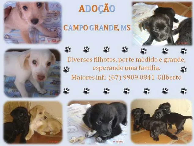 Cachorro ra a SRD idade  nome Lindos Filhotes