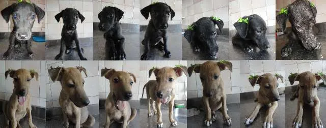 Cachorro ra a SRD idade 2 a 6 meses nome Cléo e Pretinha