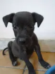 Cléo e Pretinha