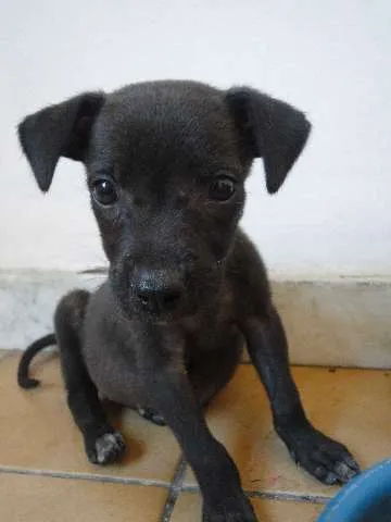 Cachorro ra a SRD idade 2 a 6 meses nome Cléo e Pretinha