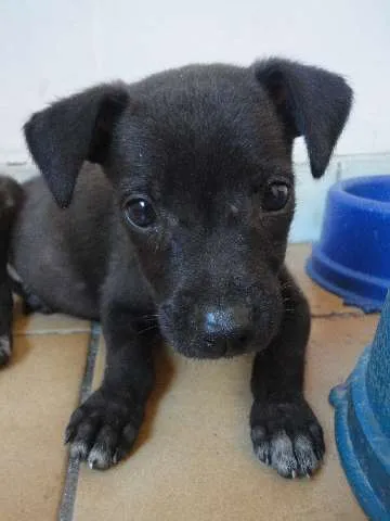 Cachorro ra a SRD idade 2 a 6 meses nome Cléo e Pretinha