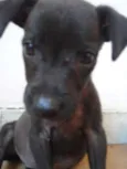Cléo e Pretinha