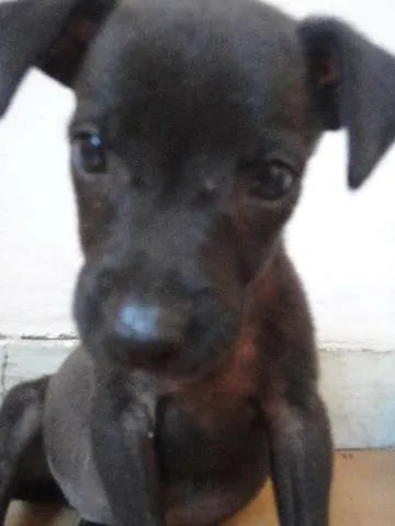 Cachorro ra a SRD idade 2 a 6 meses nome Cléo e Pretinha