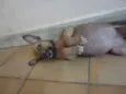 Cléo e Pretinha