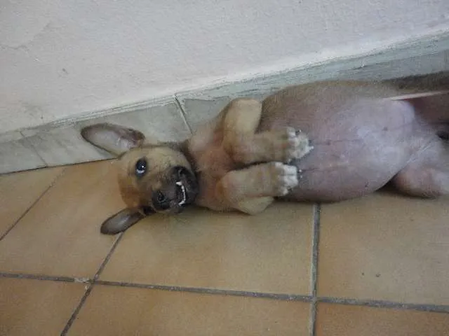 Cachorro ra a SRD idade 2 a 6 meses nome Cléo e Pretinha