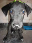 Cléo e Pretinha
